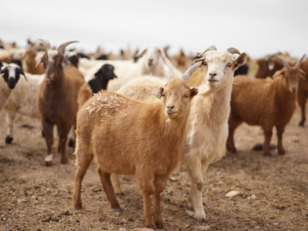 How Much Does a Goat Cost? Buying Price Guide by Breed