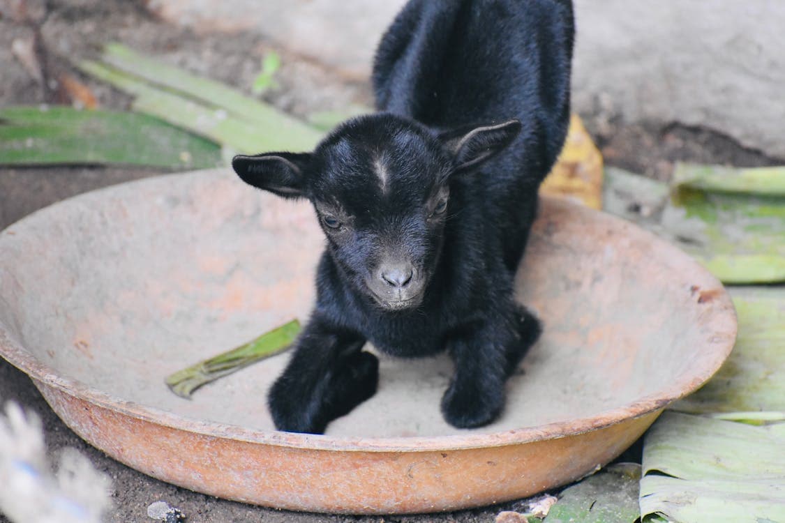 Goat Pneumonia: Symptoms, Treatment, and Prevention