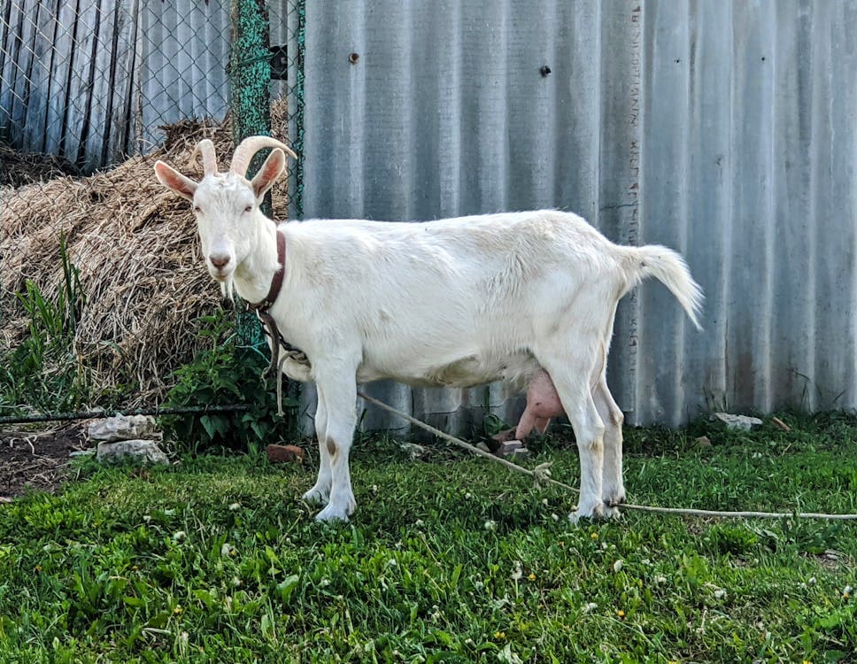 How Much Space Does a Goat Need? Barn and Pasture Sizing