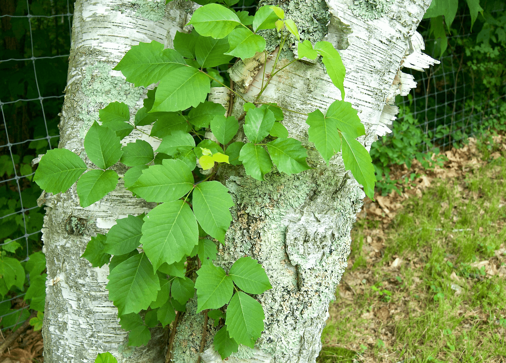 Can Goats Eat Poison Ivy? Your Complete Guide to Natural Brush Clearing