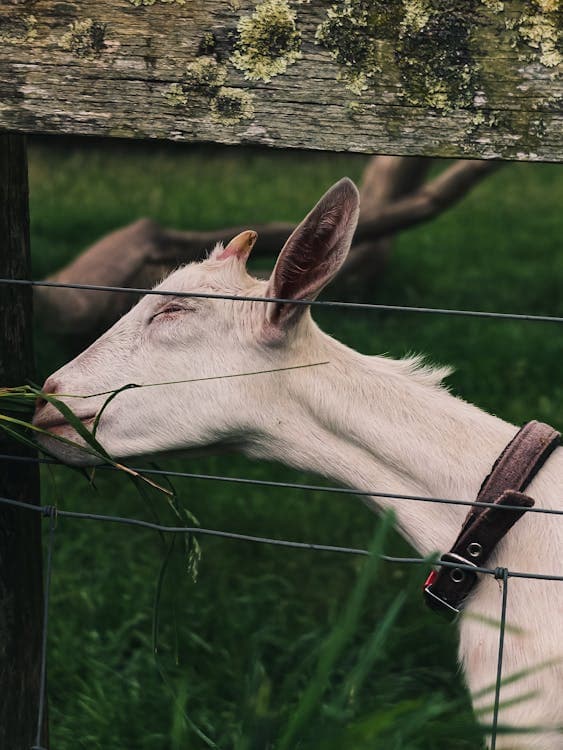 Essential Goat Minerals and Supplements: What Your Goats Actually Need