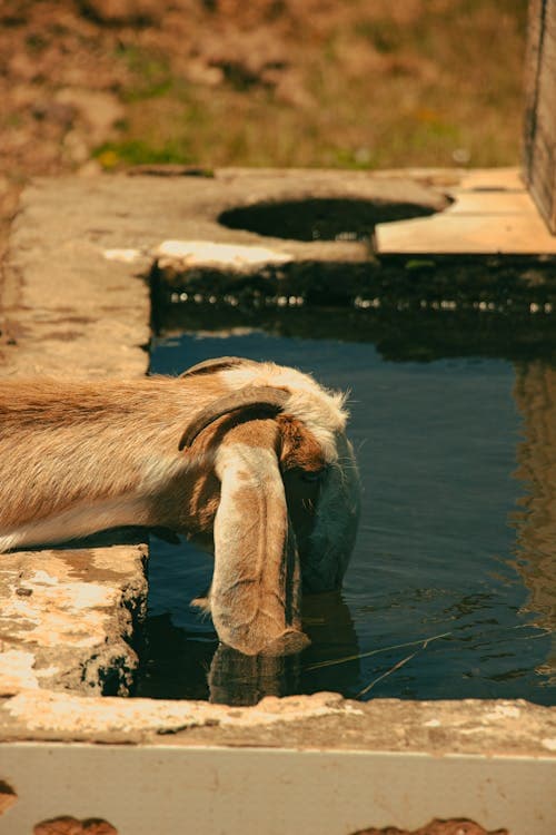 Goat Water Requirements: How Much Water Do Goats Need Daily?