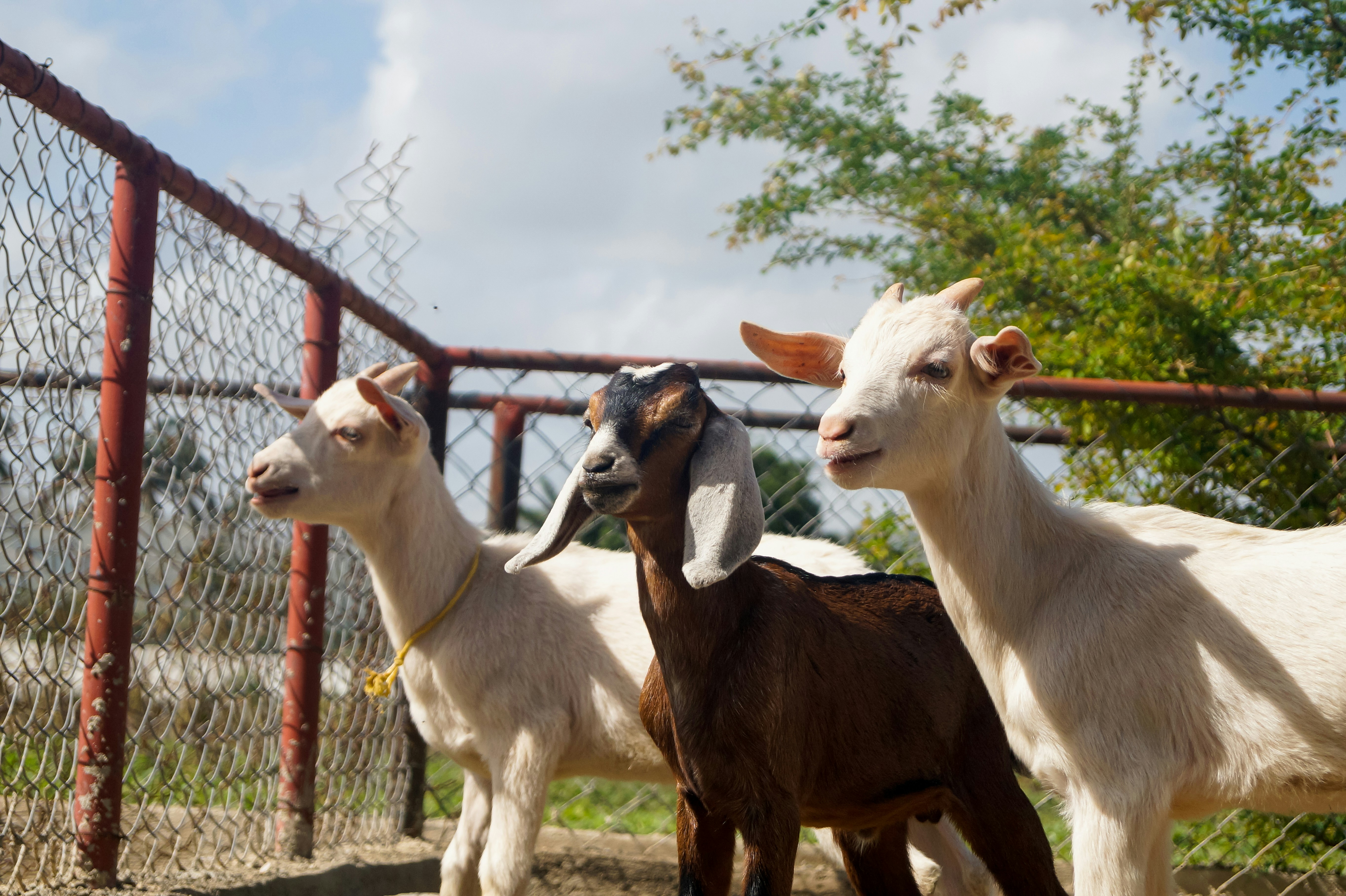 Goats in a well-maintained farm setting