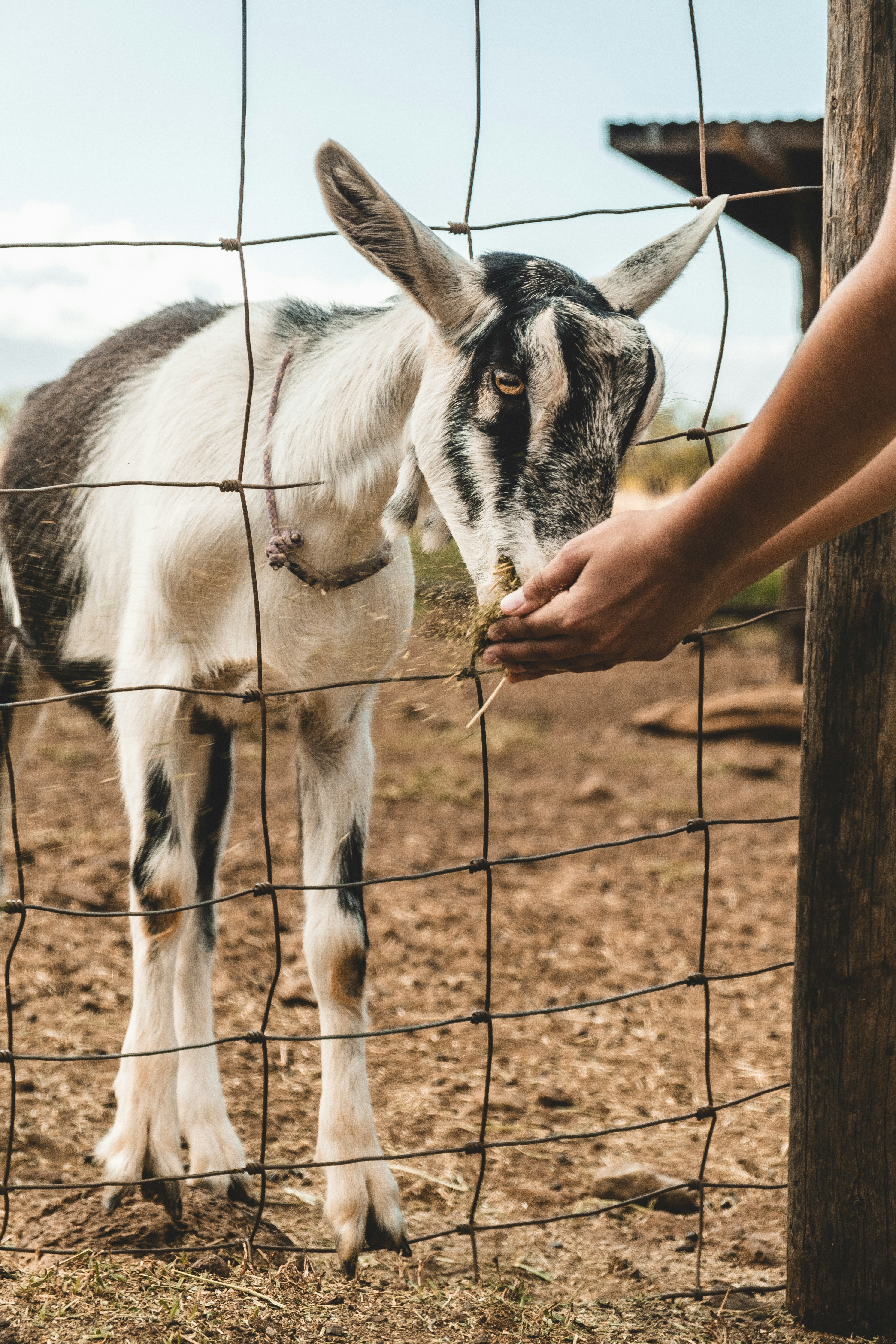 A well-constructed goat fence with grazing goats