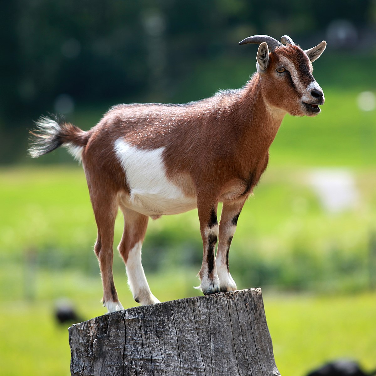 Goats playing on structures