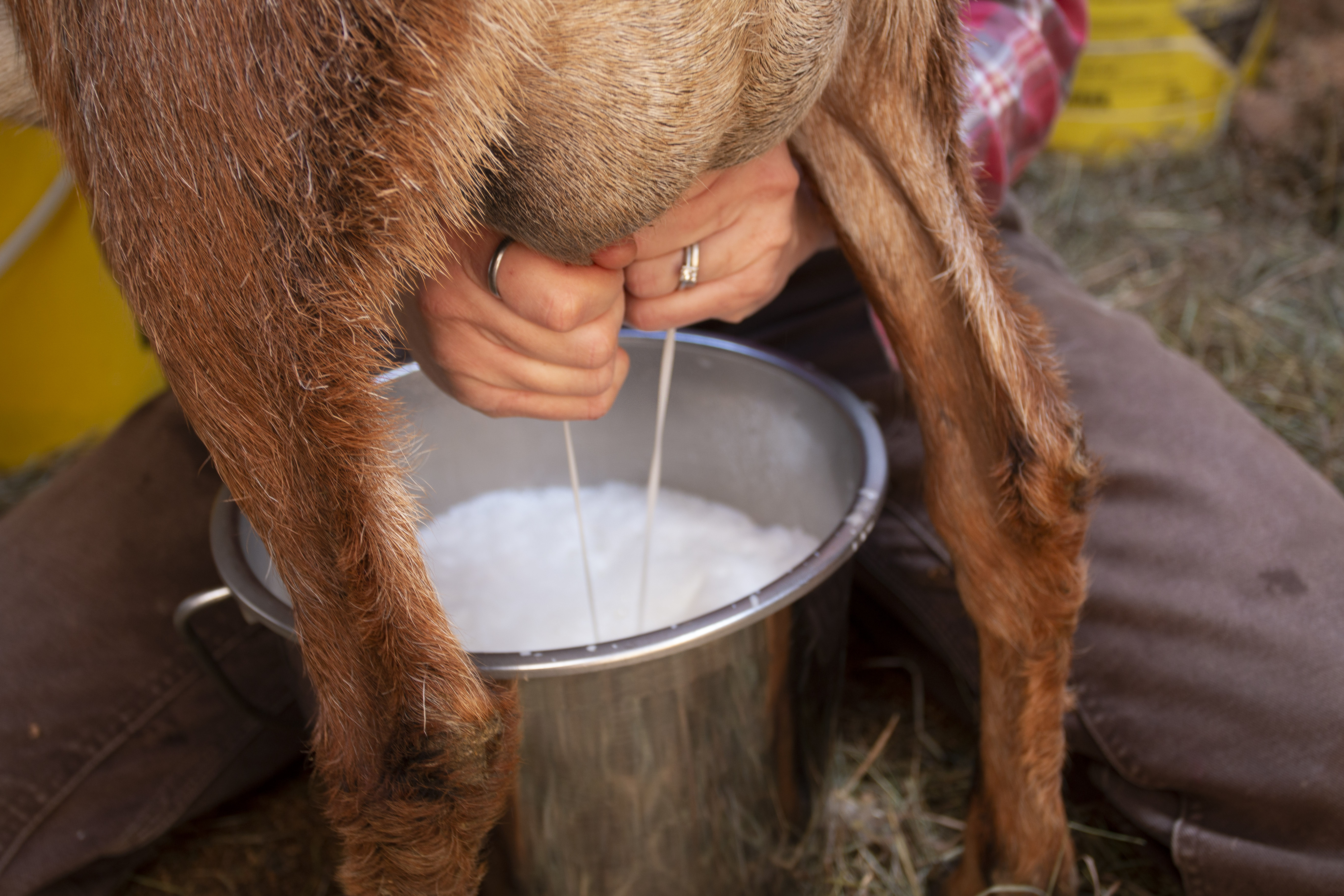 Milking Goat